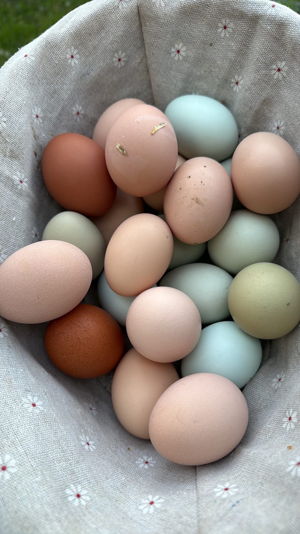 Rainbow Eggs Farm News
