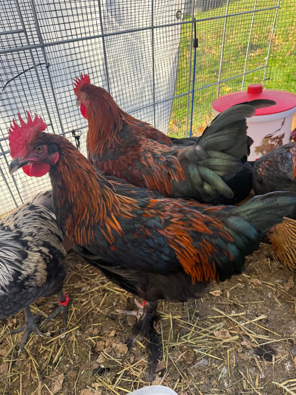 5 Black Copper Maran Roosters For Sale
